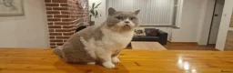 British Shorthair cats for sale: Tica registered British Shorthair Boy in Wigan - Advert 2