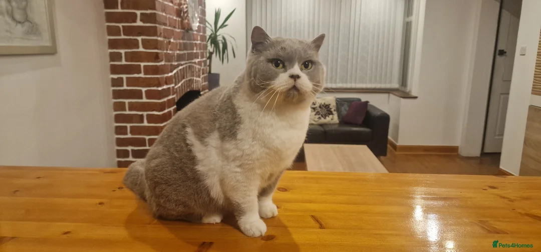 British Shorthair cats for sale: Tica registered British Shorthair Boy in Wigan - Advert 2
