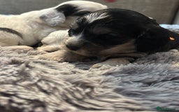 Cockapoo dogs for sale: F1 cockapoos beautiful litter 5 left* - Image 24