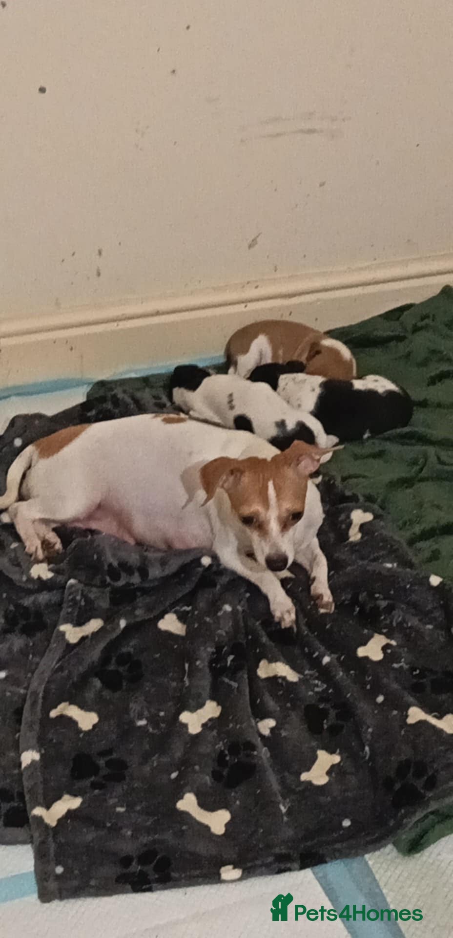 Jack Chi dogs 2 male Jack chi puppies - Advert 1