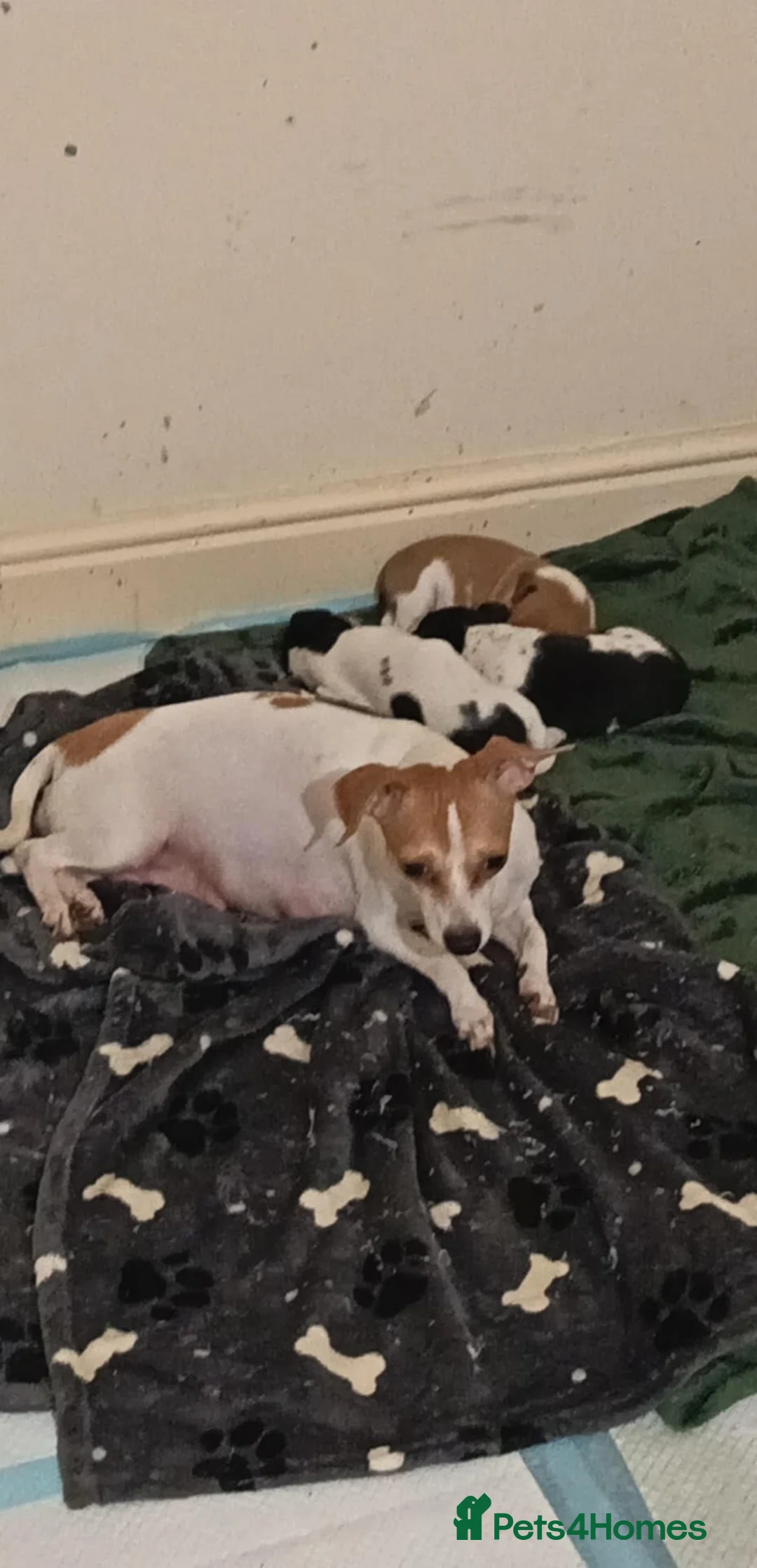 Jack Chi dogs for sale: 2 male Jack chi puppies - Advert 1