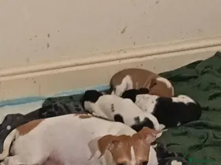 Jack Chi dogs 2 male Jack chi puppies - Advert 1