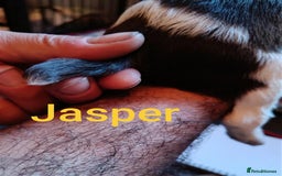 English Springer Spaniel dogs for sale: Working bred KC English Springer Spaniels puppies  - Image 19