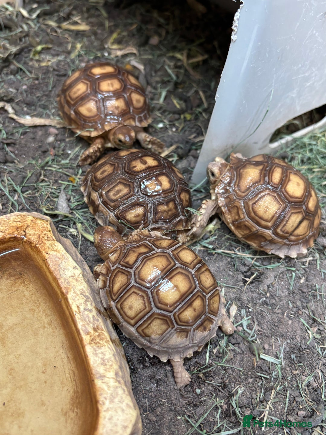 Tortoise reptiles for sale: Sulcata and Hermann Hatchlings  - Advert 2