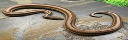Snake reptiles for sale: Mid Baja Rosy boa babies and juveniles - Advert 3