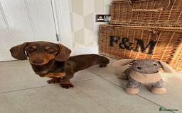 Miniature Dachshund dogs for stud: KC reg Mini Chocolate & tan STUD,Proven,PRA clear - Image 9