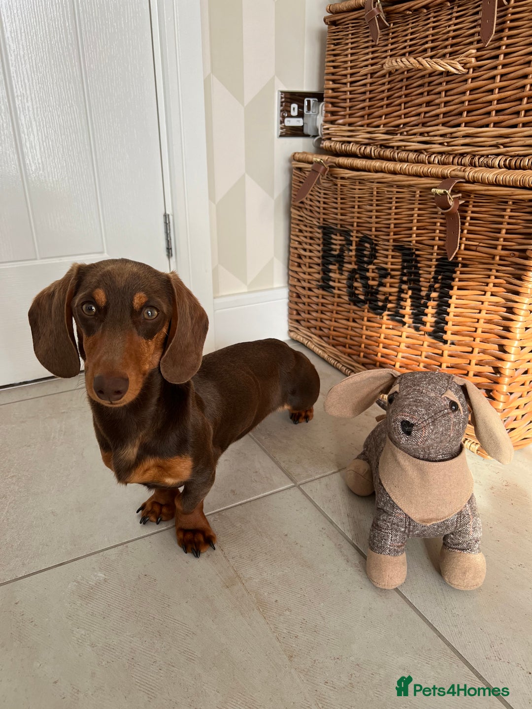 Miniature Dachshund dogs for stud: KC reg Mini Chocolate & tan STUD,Proven,PRA clear - Image 9