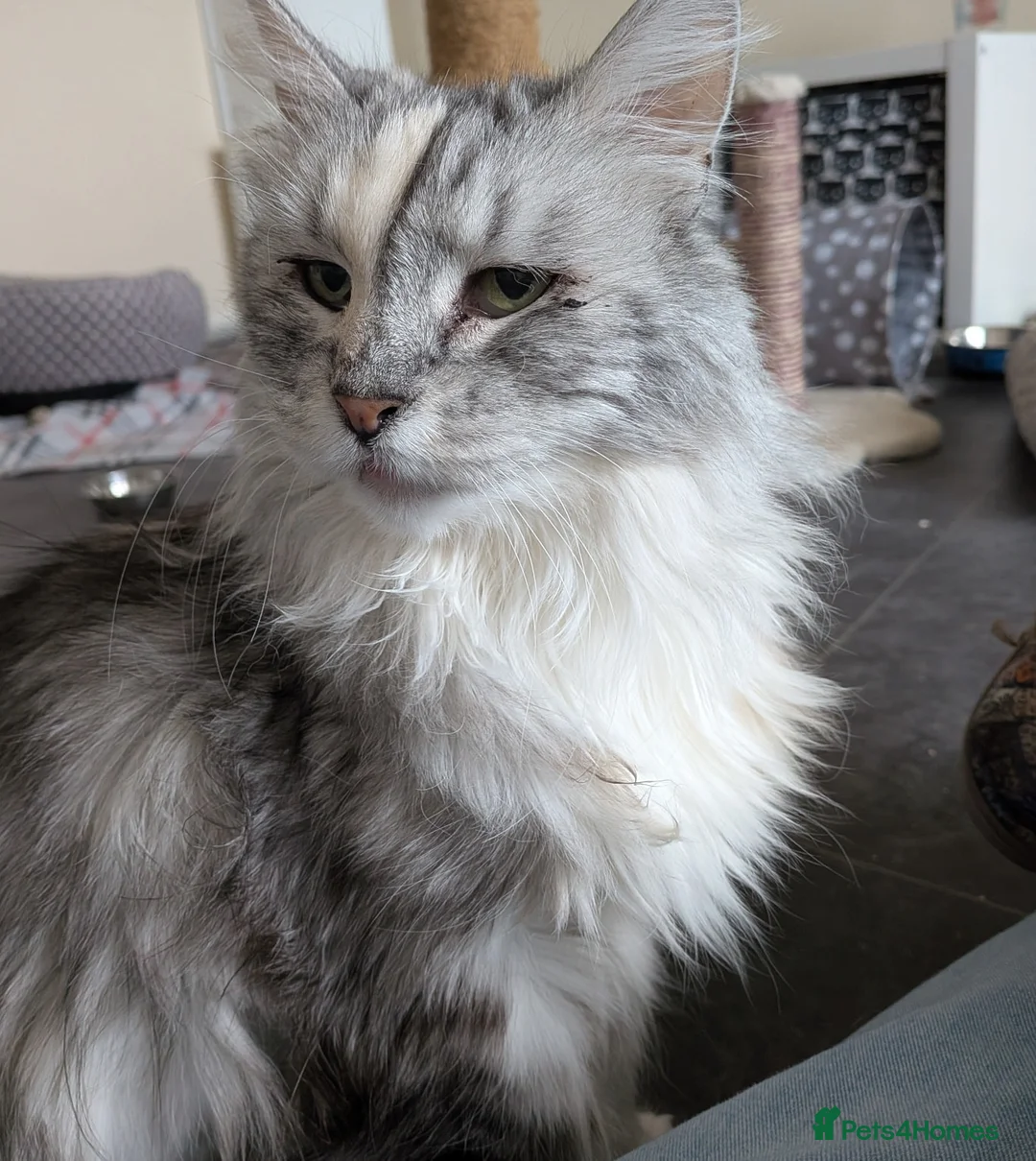 Norwegian Forest Cat cats for adoption: Beautiful Alice is in need of a retirement home - Advert 2