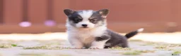 Welsh Corgi Pembroke dogs for sale: Show quality Pembrokeshire corgi READY NOW!!! - Advert 24