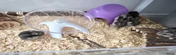 Hamster rodents for sale: Russian Dwarf hamsters  - Advert 3