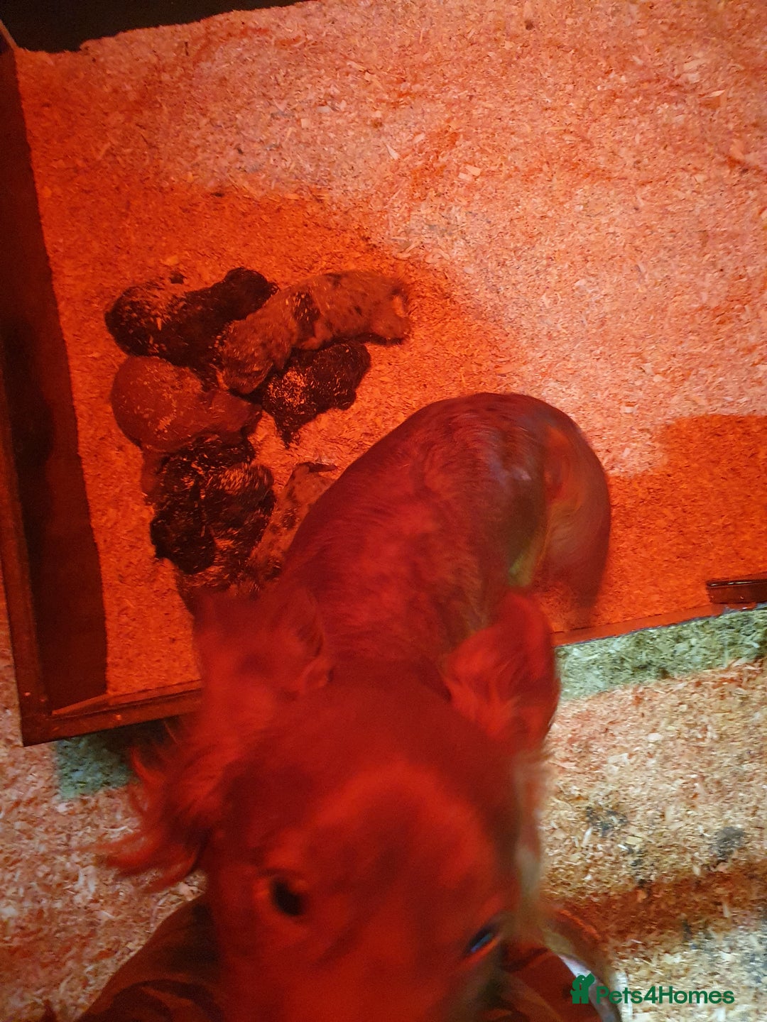 Cockapoo dogs for sale: cockapoo puppies f1 - Image 6