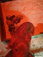 Cockapoo dogs - Advert 4