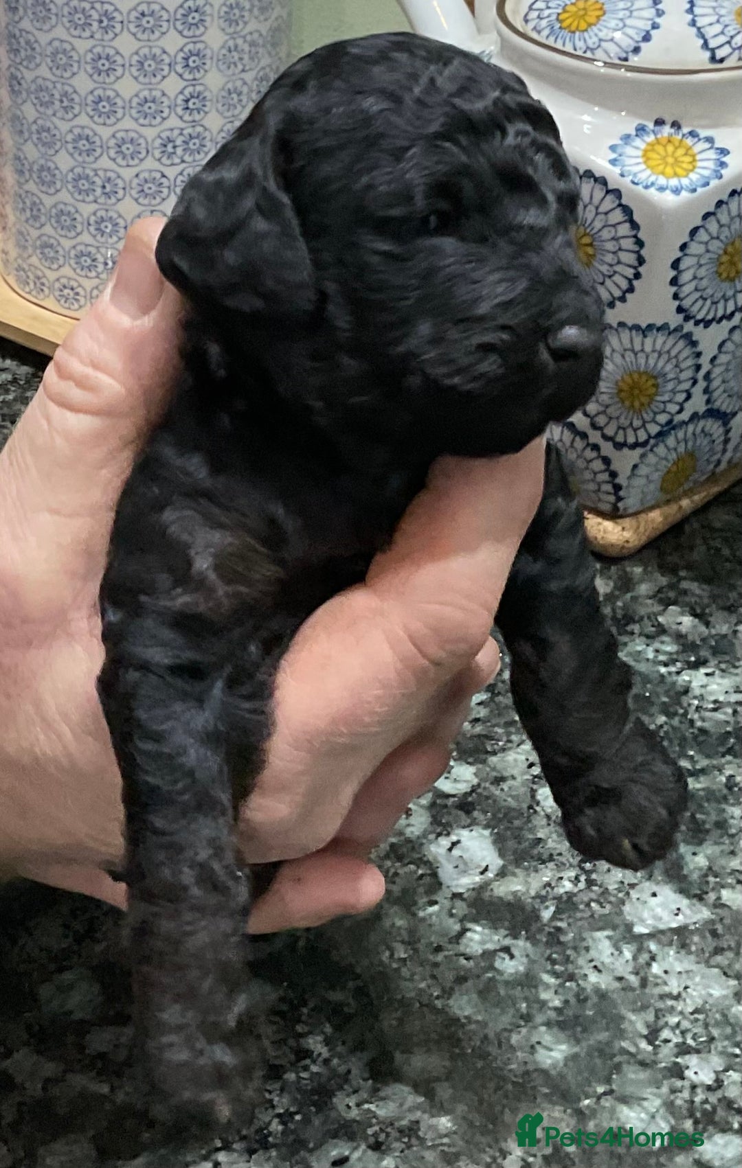 Cockapoo dogs for sale: COCKAPOO PUPPIES RED & BLACK in CAMBRIDGESHIRE  - Advert 5