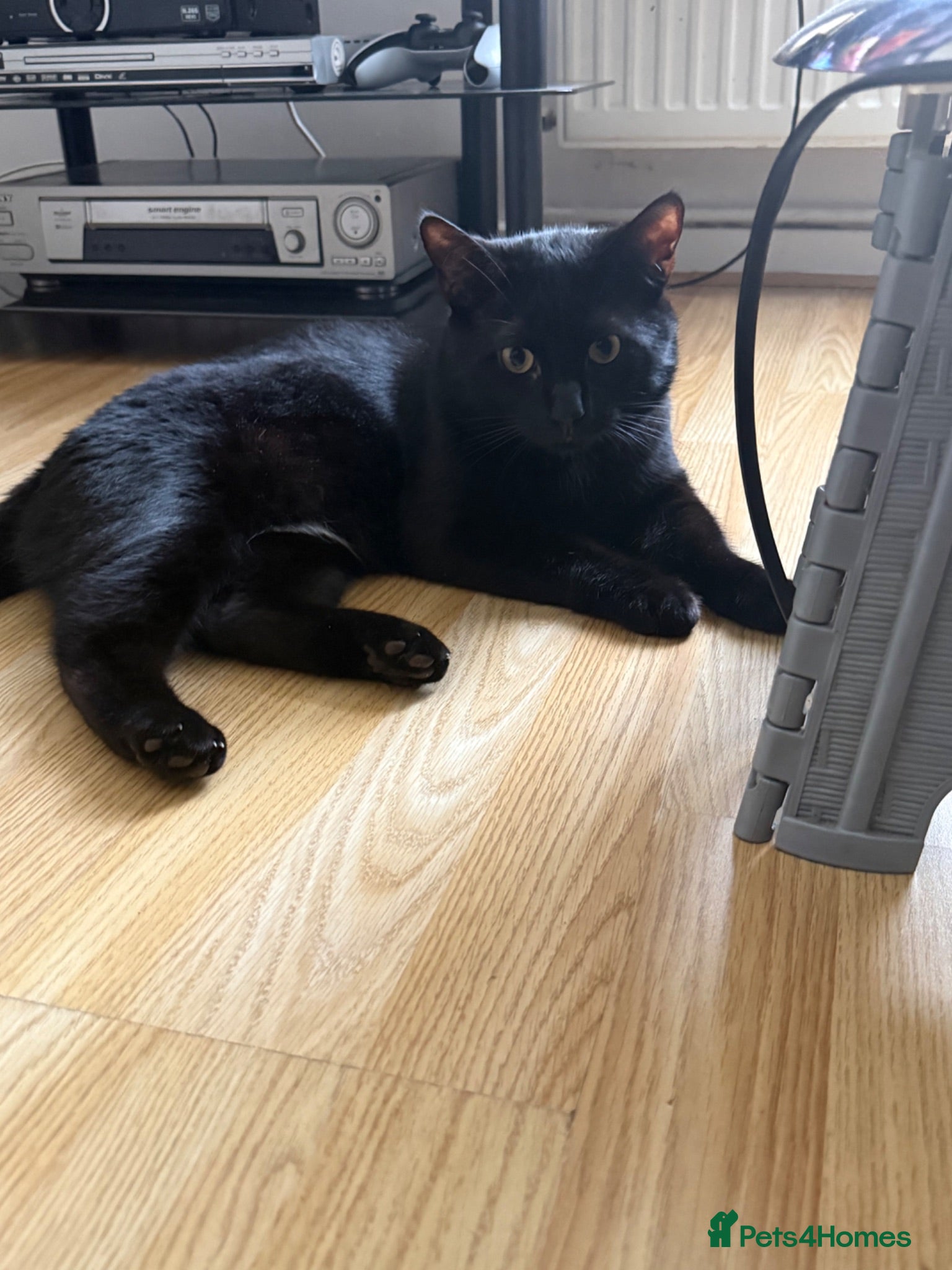 Domestic Shorthair cats 1 year old cat called Ash - Advert 5
