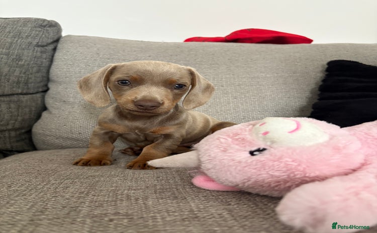 Miniature Dachshund dogs - Advert 15