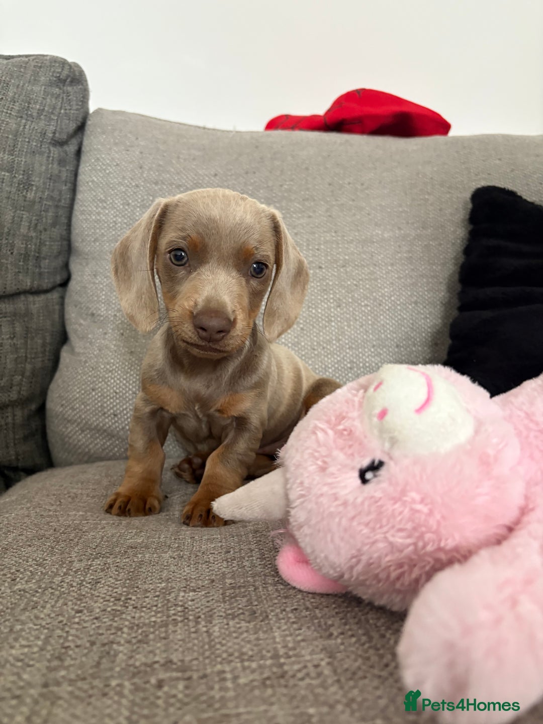 Miniature Dachshund dogs for sale: 13 week old miniature dachshund  - Image 1