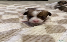 Jack Russell dogs for sale: Tri short legged jack Russell puppies - Image 8