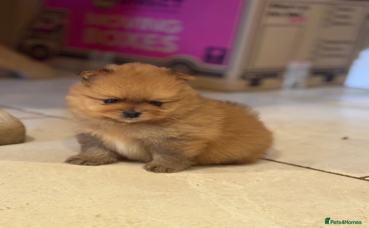 Pomeranian dogs - Advert 6