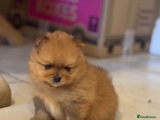 Pomeranian dogs - Advert 5