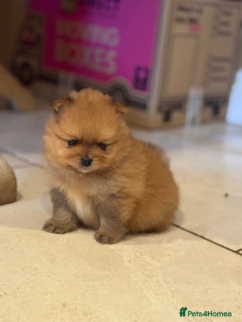 Pomeranian dogs - Advert 6