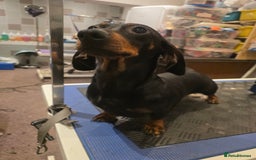 Miniature Dachshund dogs for sale: Miniature Daschund  - Advert 3