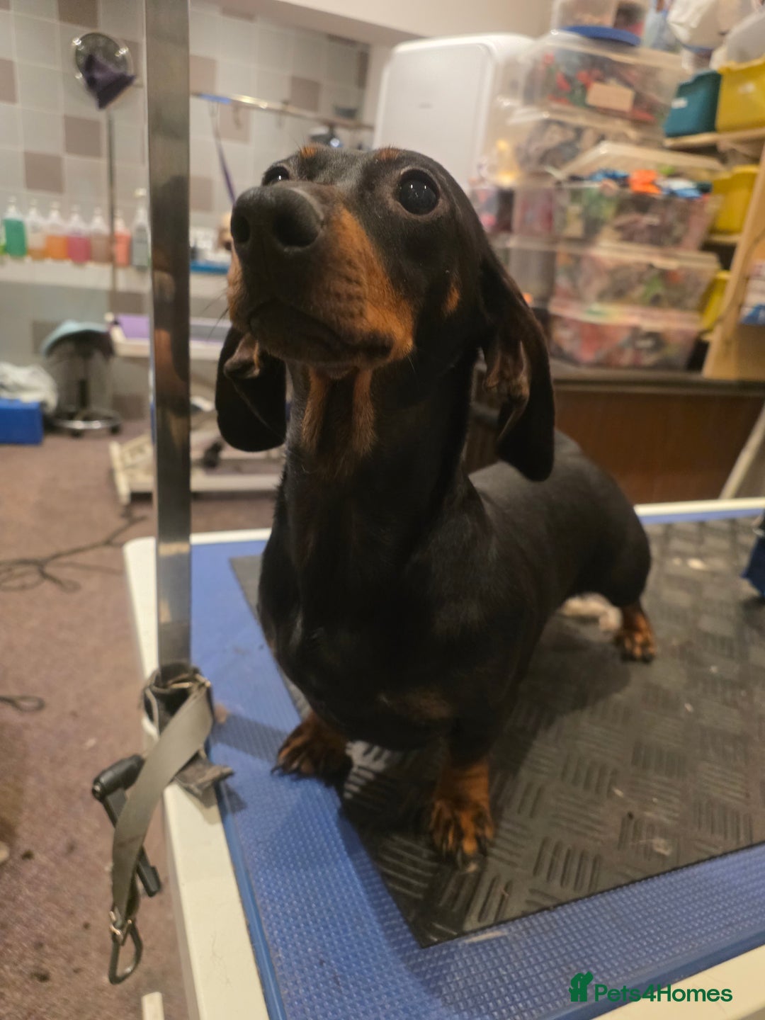 Miniature Dachshund dogs for sale: Miniature Daschund  - Advert 3