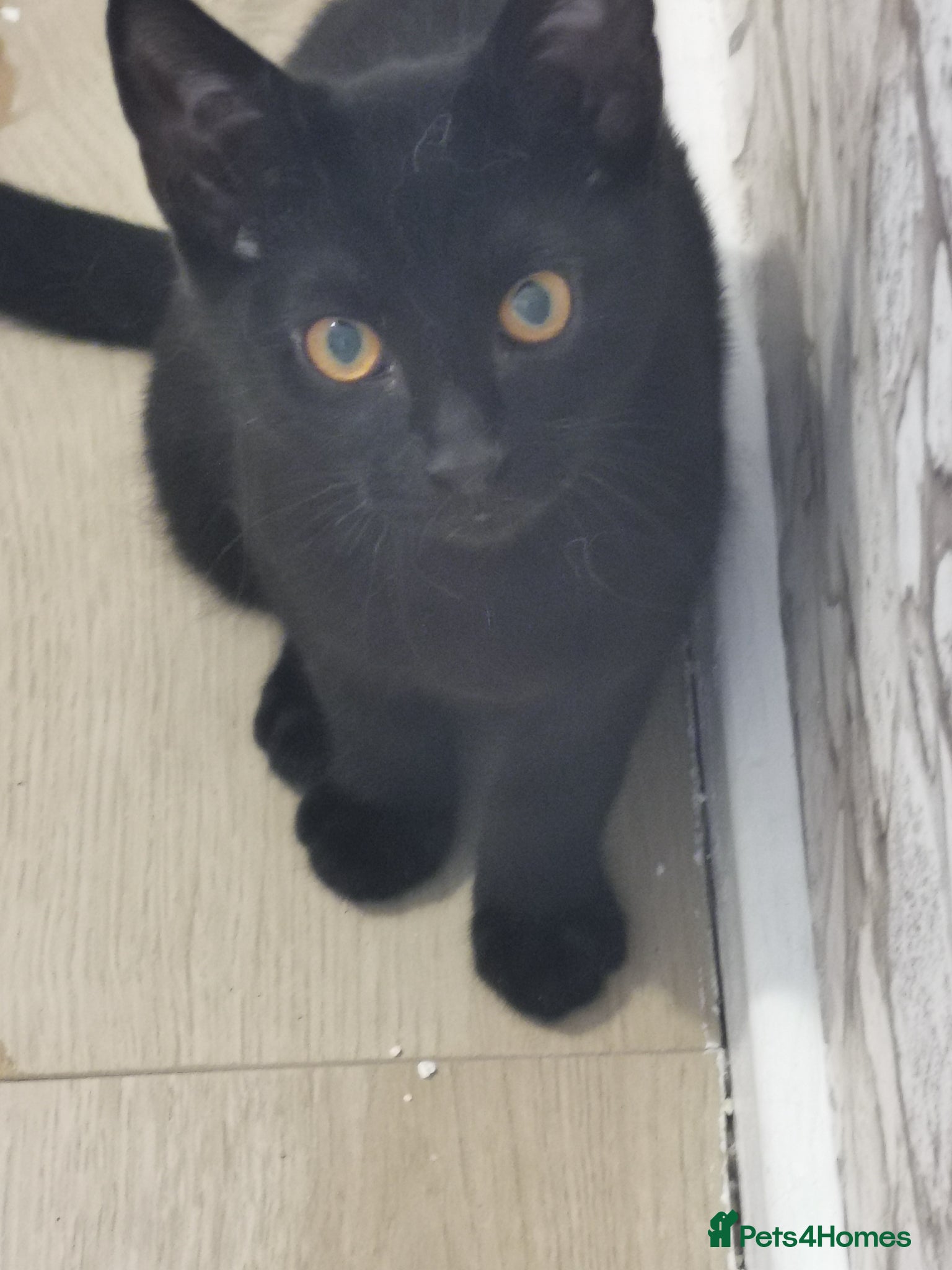 Mixed Breed cats Maine coon cross kittens for sale - Advert 22