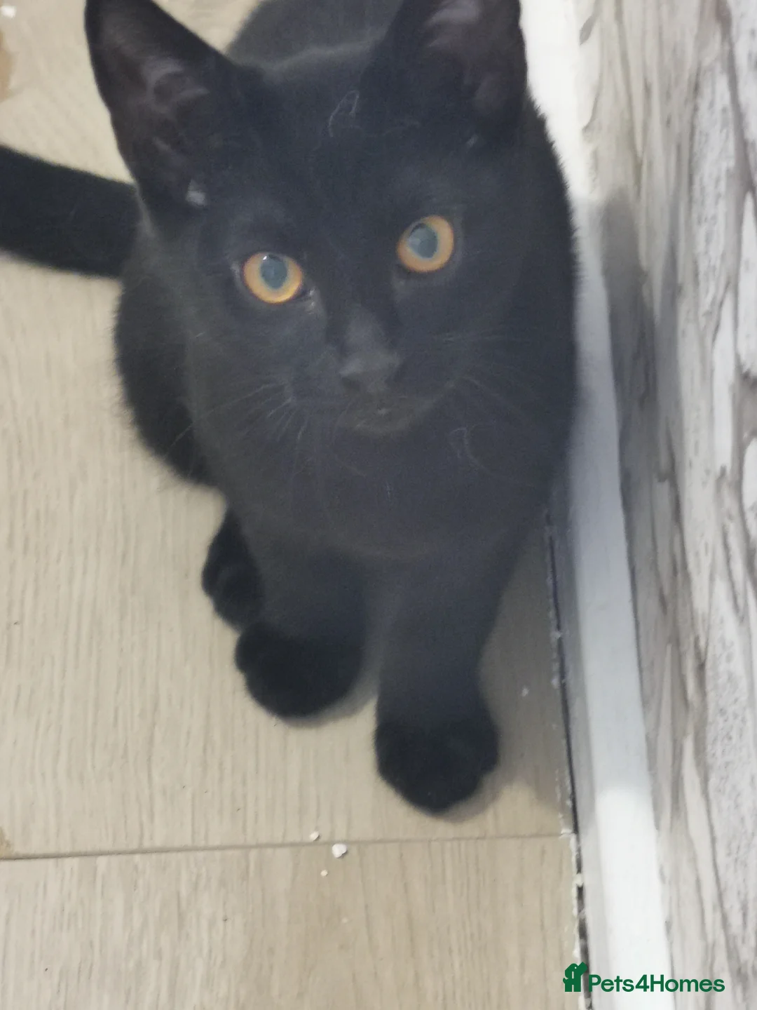 Mixed Breed cats for sale: Maine coon cross kittens for sale - Advert 1