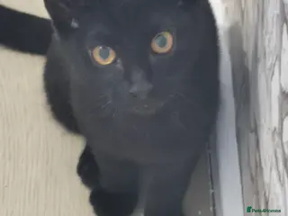 Mixed Breed cats Maine coon cross kittens for sale - Advert 22