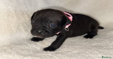 Mixed Breed dogs Fraffy puppies (staffy x french bulldog) - Advert 1