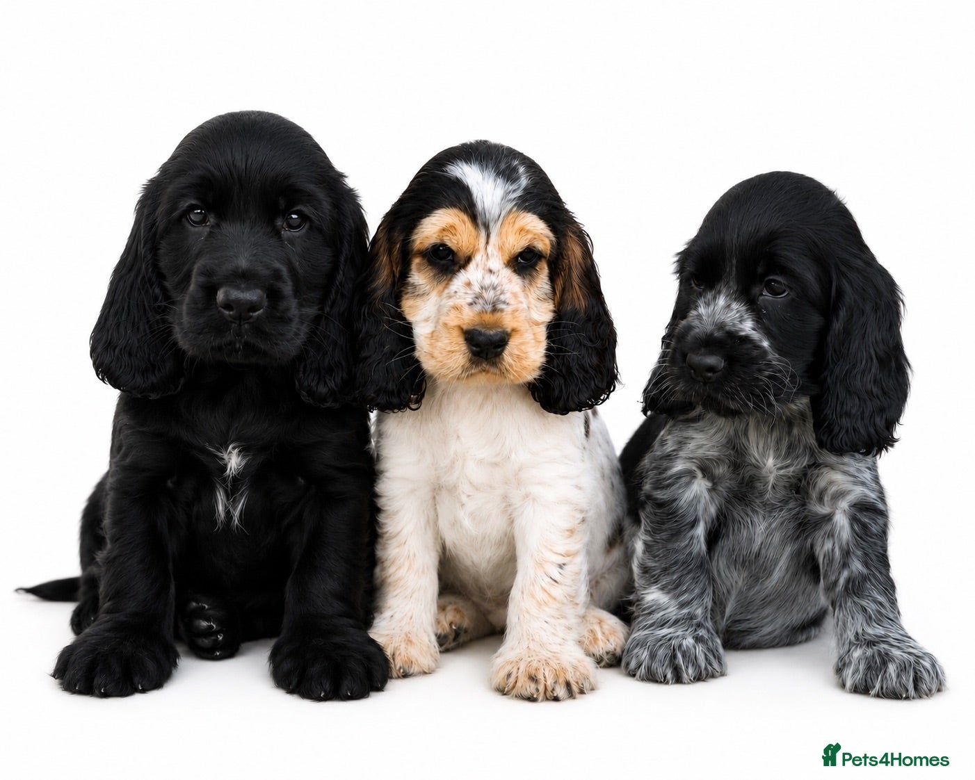 Cocker Spaniel dogs ⭐️READY Outstanding KC Show cocker spaniel puppies - Advert 1