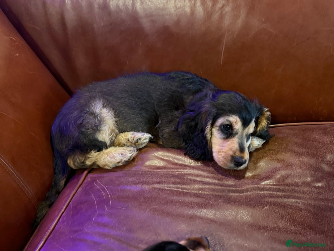 Cocker Spaniel dogs for sale: Dark Sable Cocker Spaniel Pups - Image 18