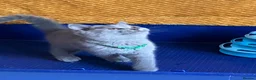 British Shorthair cats for sale: GCCF registered ChampionBloodline 5GENpedigree BSH - Advert 3