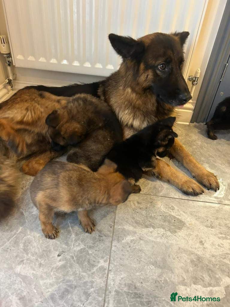 German Shepherd dogs German shepherd puppies - Advert 1
