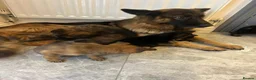 German Shepherd dogs for sale: German shepherd puppies in Fakenham - Advert 1