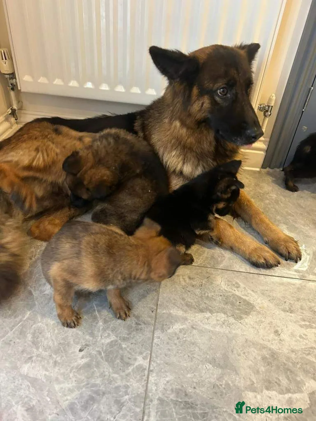German Shepherd dogs for sale: German shepherd puppies in Fakenham - Advert 1