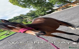 Welsh Section C horses for sale: 5 year old gelding looking for a new home - Advert 2