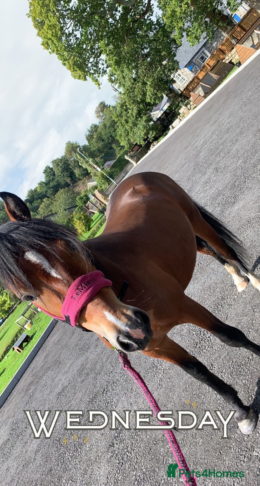 Welsh Section C horses for sale: 5 year old gelding looking for a new home - Advert 2
