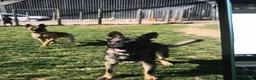 Mixed Breed dogs for sale: Mali X in Chelmsford - Advert 9