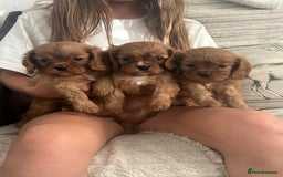 Cavalier King Charles Spaniel dogs for sale: Kc reg ruby cavalier boys available  - Image 3