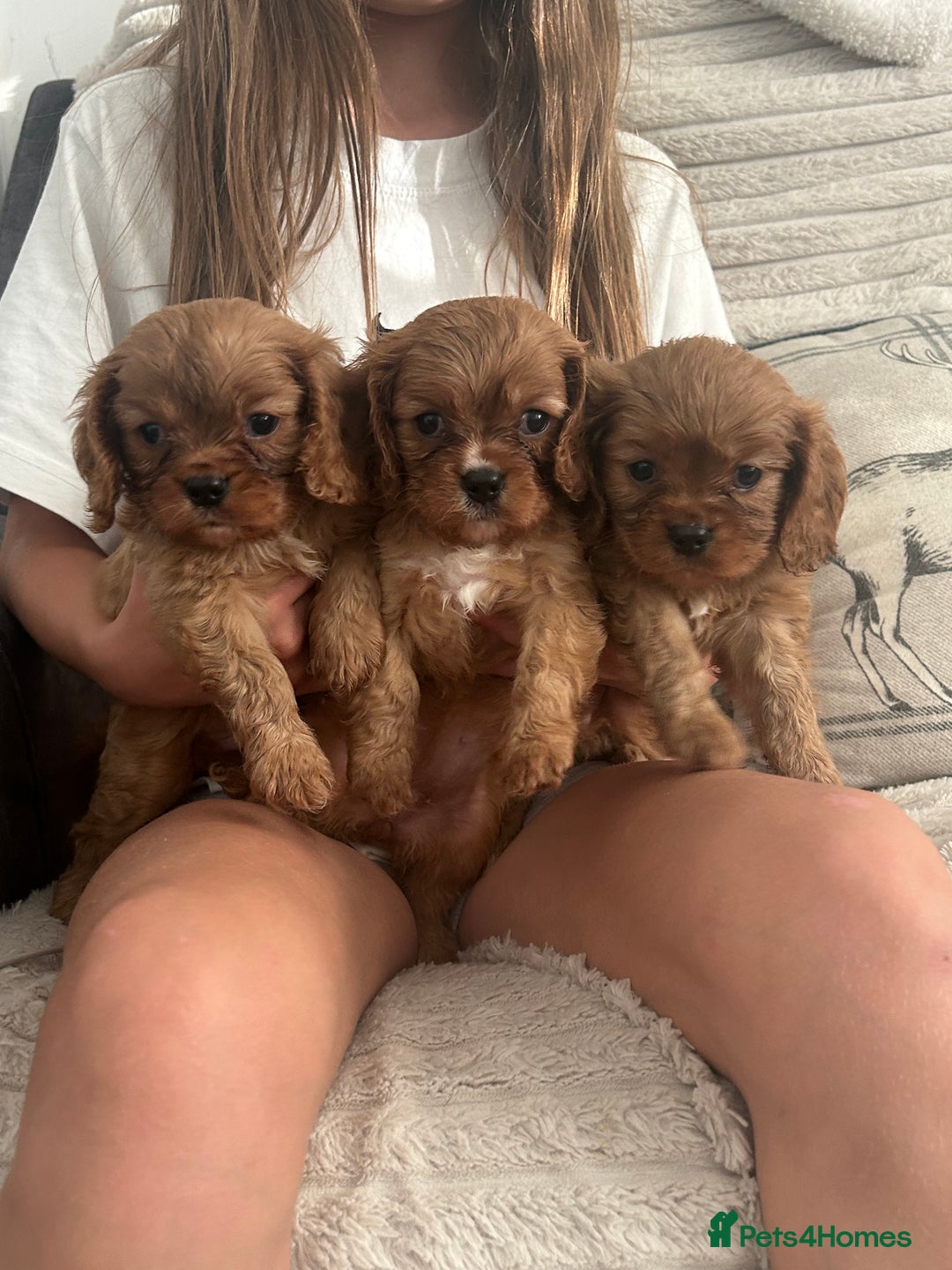 Cavalier King Charles Spaniel dogs for sale: Kc reg ruby cavalier boys available  - Image 3