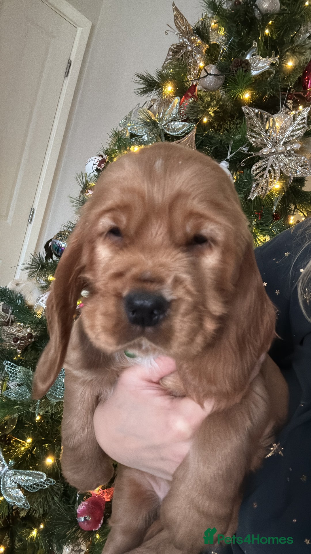 Cocker Spaniel dogs for stud: 🌟 🌟 🌟 English cocker spaniel for stud  in Hook - Advert 9