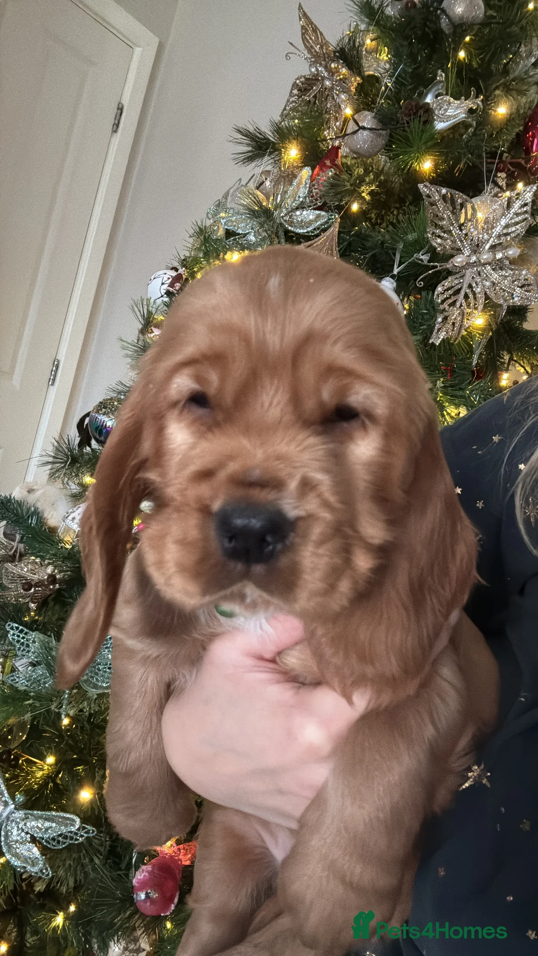 Cocker Spaniel dogs for stud: 🌟 🌟 🌟 English cocker spaniel for stud  in Hook - Advert 9