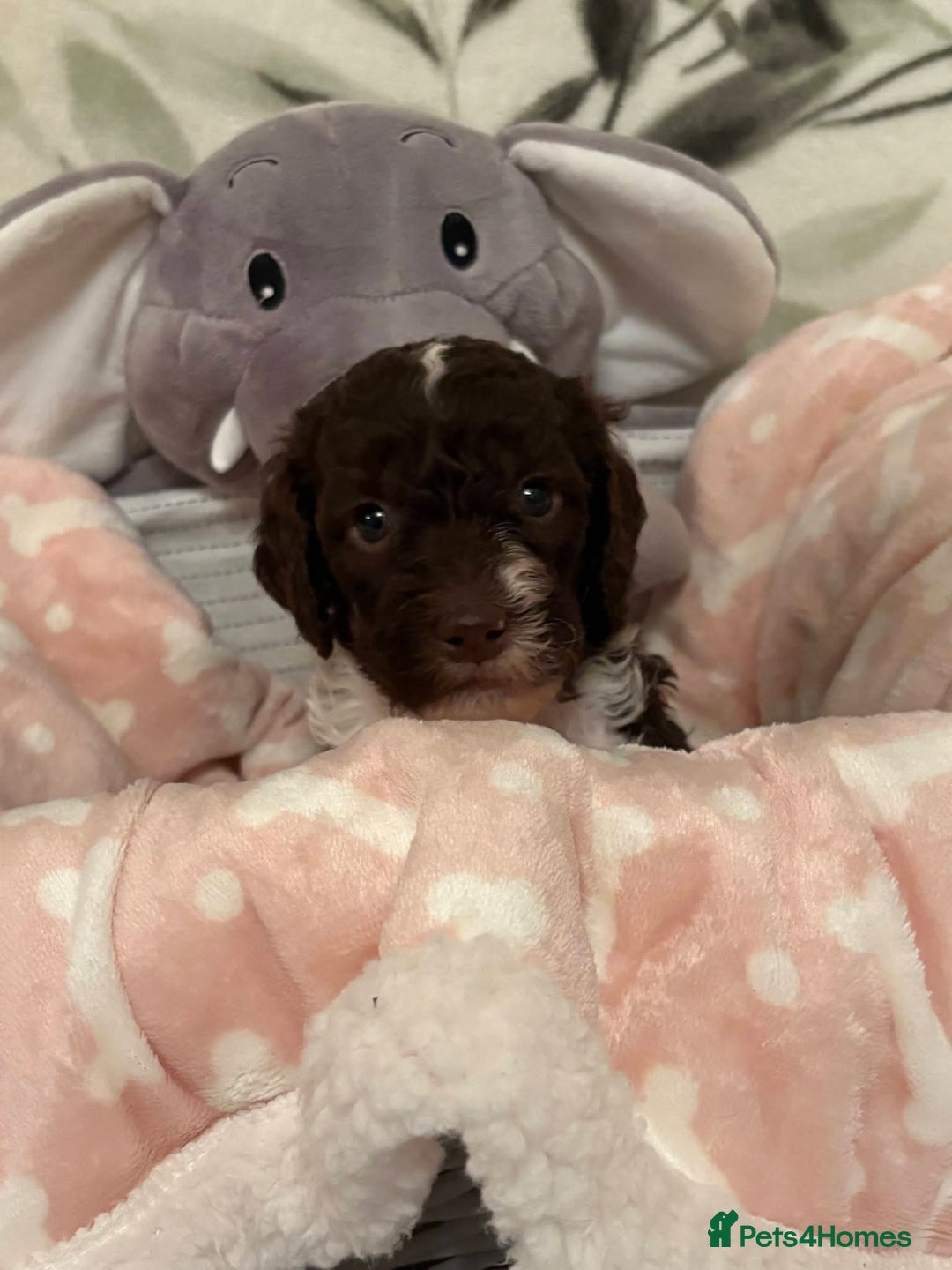 Labradoodle dogs for sale: Lovable F3B Parti Labeadoodle Puppies  - Advert 21