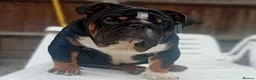 English Bulldog dogs for stud: Uks home grown MINI English bulldog - Advert 2