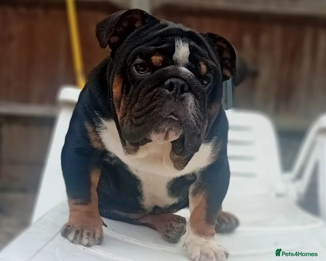 English Bulldog dogs for stud: Uks home grown MINI English bulldog - Advert 2