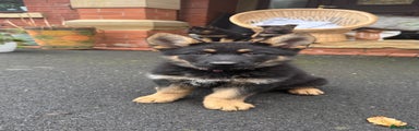 German Shepherd Puppy 1