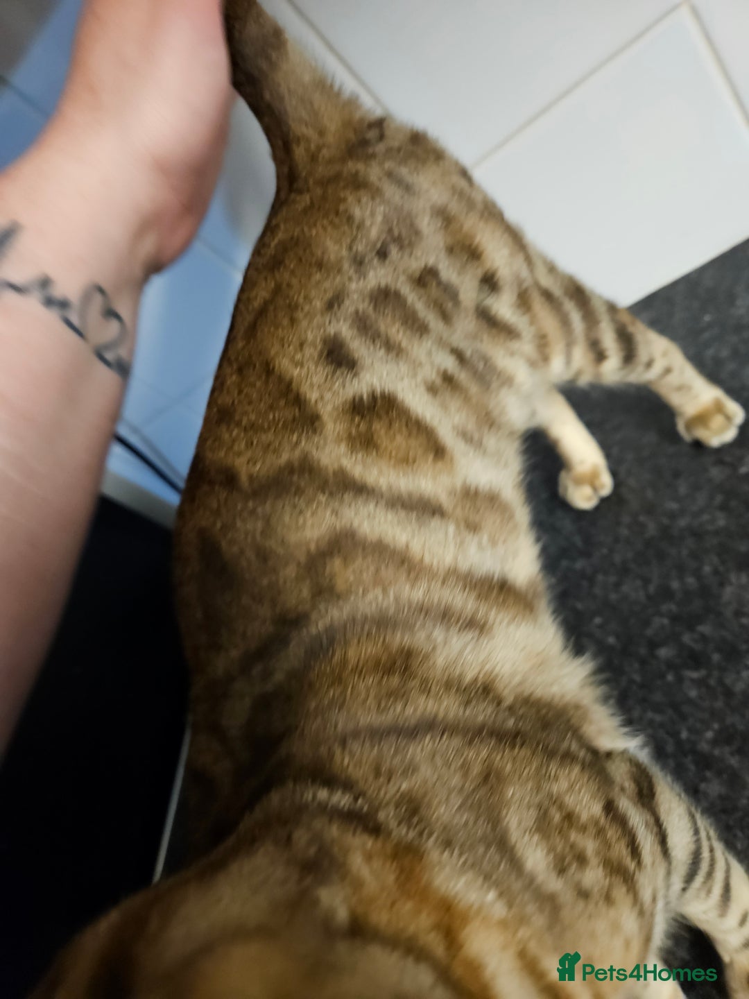 Bengal cats for sale: Silver/ mink bengals kittens  - Advert 35