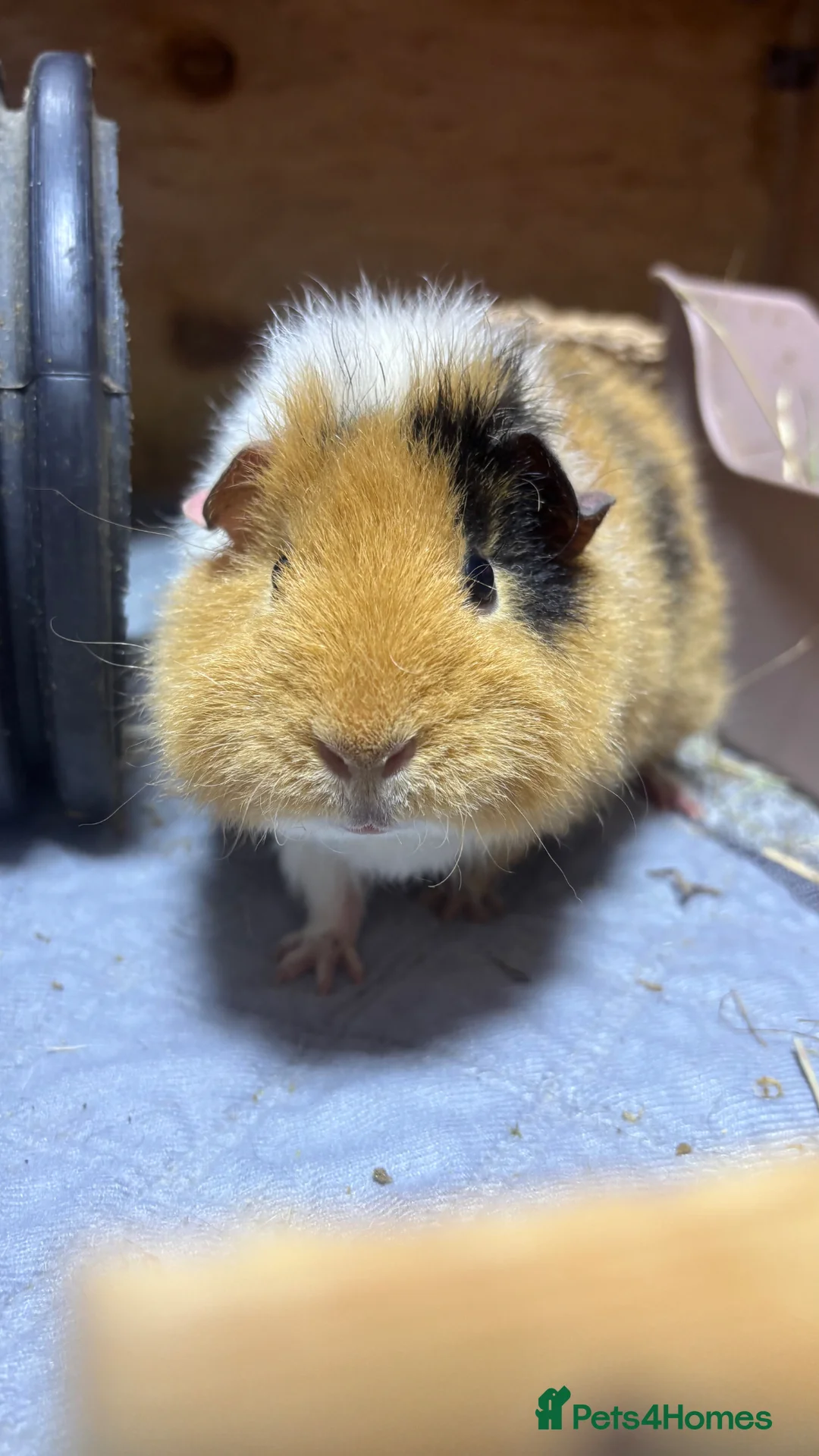 Guinea Pig rodents for sale: Beautiful teddy girl  - Advert 2