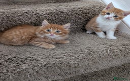 Mixed Breed cats for sale: Kitten  - Image 4